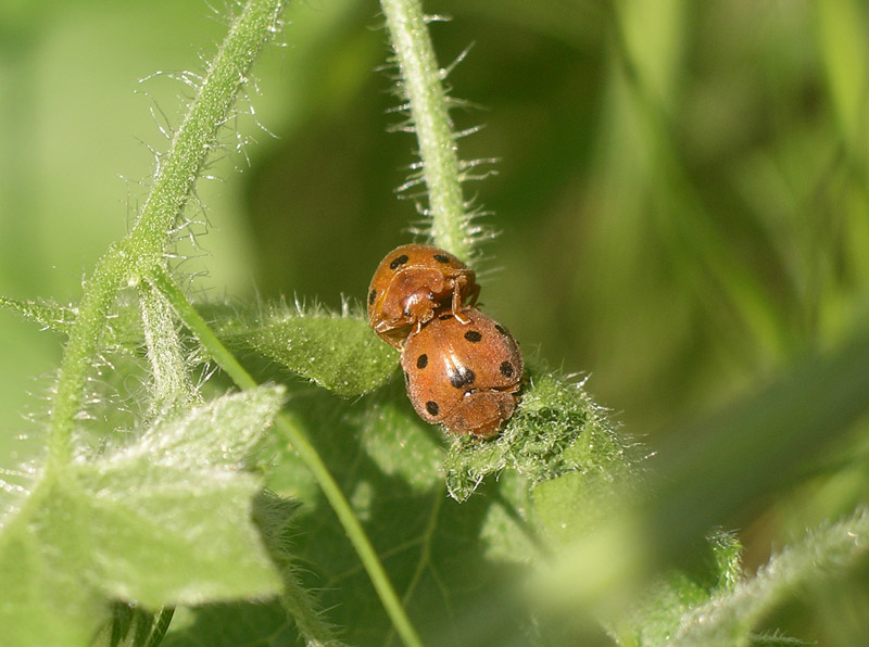 Coccinelle da determinare